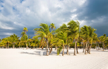 Palm trees on the beach, Key Biscayne, Miami-Dade County, Florida, USA