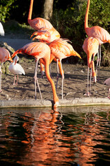 Flamingos drinking water, Miami, Florida, USA