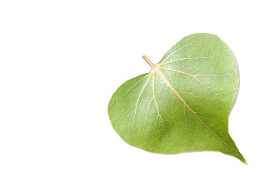 Bodhi Leaf In close range, sunlight shines down until the veins of Bodhi Leaf split on a white background.