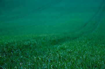 Green grass field background