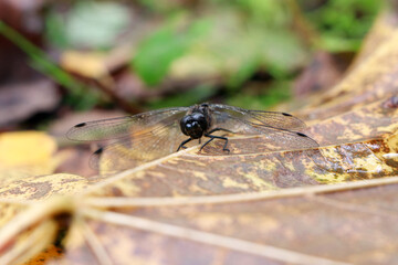 A black dragonfly on a leaf. Dragonfly in the wild. An insects in nature