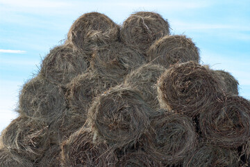 Many yellow round bales of hay lie in a heap against the blue sky. Copy space. Many bales of hay stacked on top of each other against the sky. Harvesting hay, dry grass for pets, feed for livestock