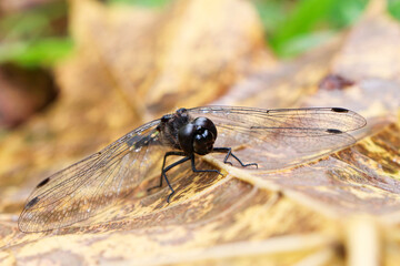 A black dragonfly on a leaf. Dragonfly in the wild. An insects in nature