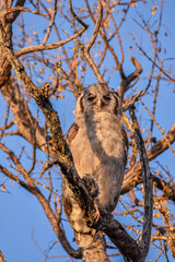 Verreaux's Eagle-owl resting on the branches, Ghanzi-Botswana.