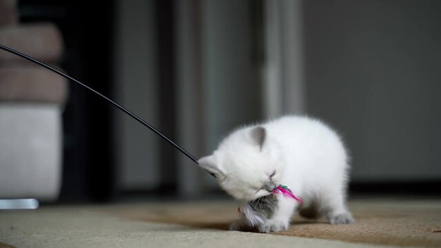 Cute cat playing with toy. Fluffy kitten catching toy with feathers