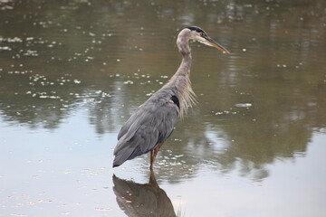 Great Blue Heron in a local community lake