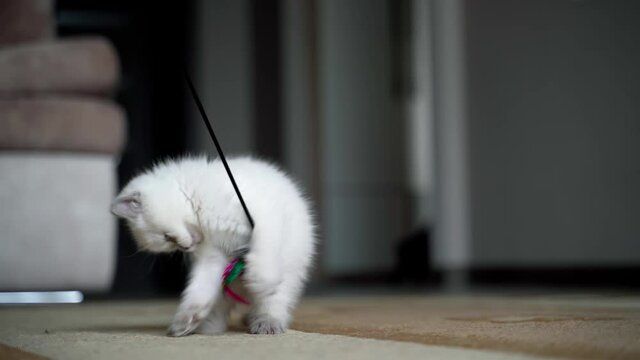 Cat playing with mouse. Little kitten fighting with mouse toy