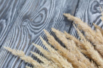 Dried ears of grass. On pine planks painted black and white. Autumn background.