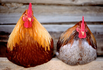 Buff Brahma Chickens with colorful plumage sitting on roost