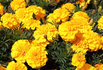 natural background of yellow blooming marigolds in summer