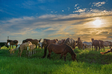In the summer on a green field grazing herd of horses.