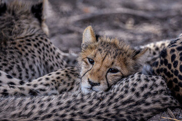 Cheetah taking a break in the shade in Central Kalahari Game Reserve, Botswana