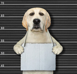 A dog was arrested. He has a blank sign around its neck Police lineup background.