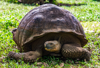 Galapagos - Santa Cruz - Highlands - El Mazanillo Ranch - Tortoise