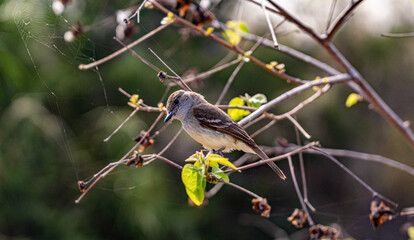 Galapagos - Floreana - Finch