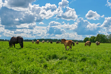 Fototapeta na wymiar In the summer on a green field grazing herd of horses.