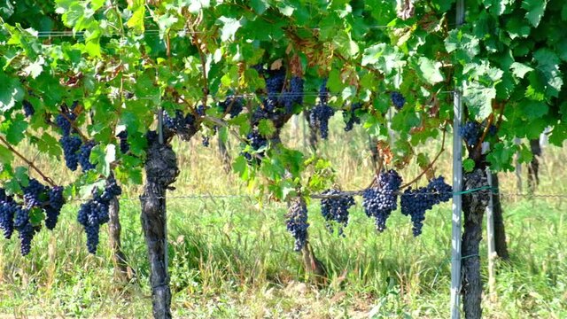 blue merlot grapes in green vineyard