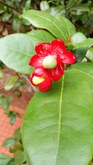 Obraz premium red and yellow flower