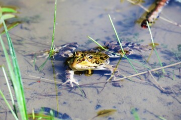 Rana en charca