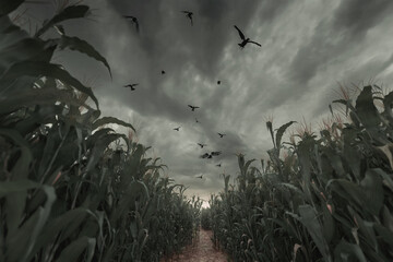 3d Rendering of aisle in the middle of green cornfield in front of dramatic sky and flying crows. Selective focus © Brilliant Eye