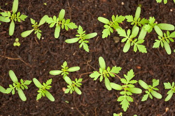 Young marigold fresh plants top view