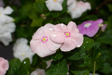 Petunias después de llover