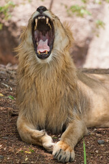 Roaring lion closeup