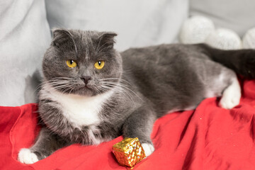 Gray cat and Christmas toys