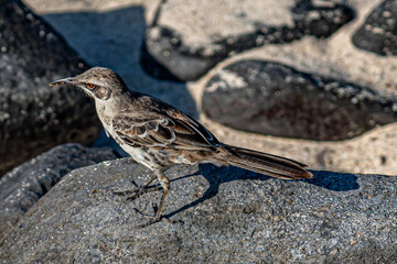 Galapagos - Espanola - Bahia Gardener - Española Mockingbird