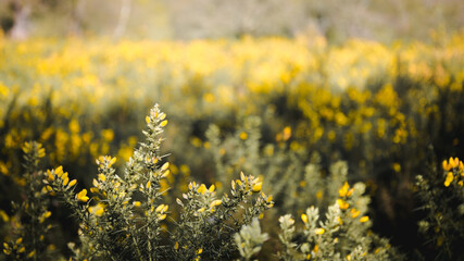 field of yellow flowers
