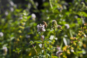 Eating European honey bee