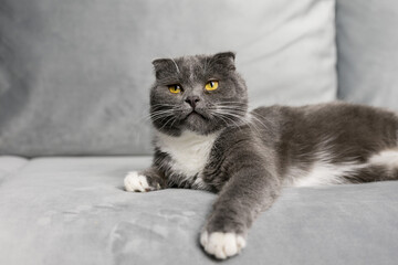 Obraz na płótnie Canvas A gray cat lies on a gray sofa