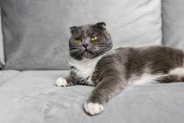 Fototapeta na wymiar A gray cat lies on a gray sofa
