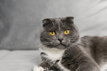 A gray cat lies on a gray sofa