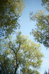 Trees
