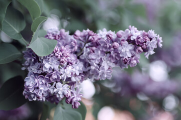 Spring lilac flowers