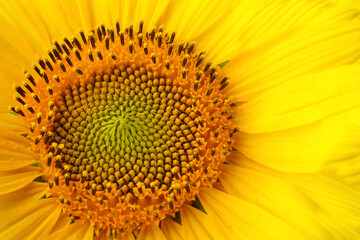 Beautiful bright yellow sunflower as background, closeup