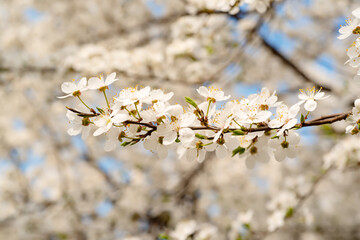 Plum spring flowers