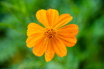 オレンジ色の花　キバナコスモス