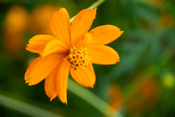 オレンジ色の花　キバナコスモス