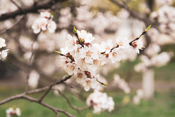 Apricot tree blossoms