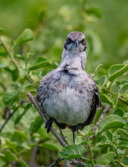 Galapagos - Espanola - Bahia Gardener - Española Mockingbird