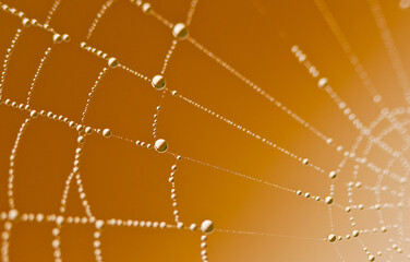 Shining dew droplets on a spider web.