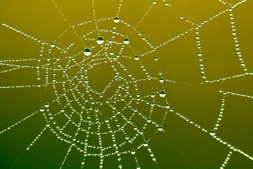 Shining dew droplets on a spider web.