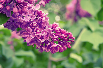 Spring lilac flowers