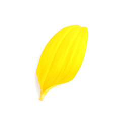 Fresh yellow sunflower petal isolated on white
