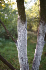 Apple Tree In Orchard