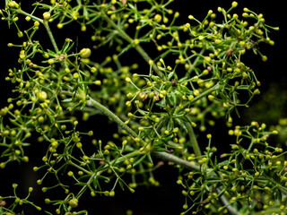 Blooming branch in night close up