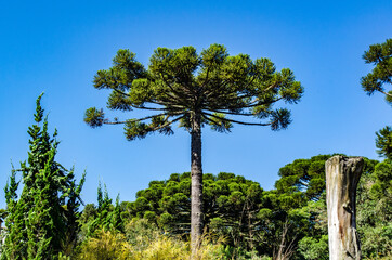 araucária