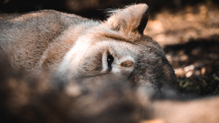 Naklejka premium close up of a female lion